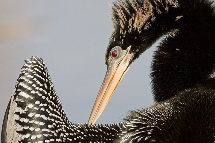 Schlangenhalsvogel Anhinga melanogaster Darter